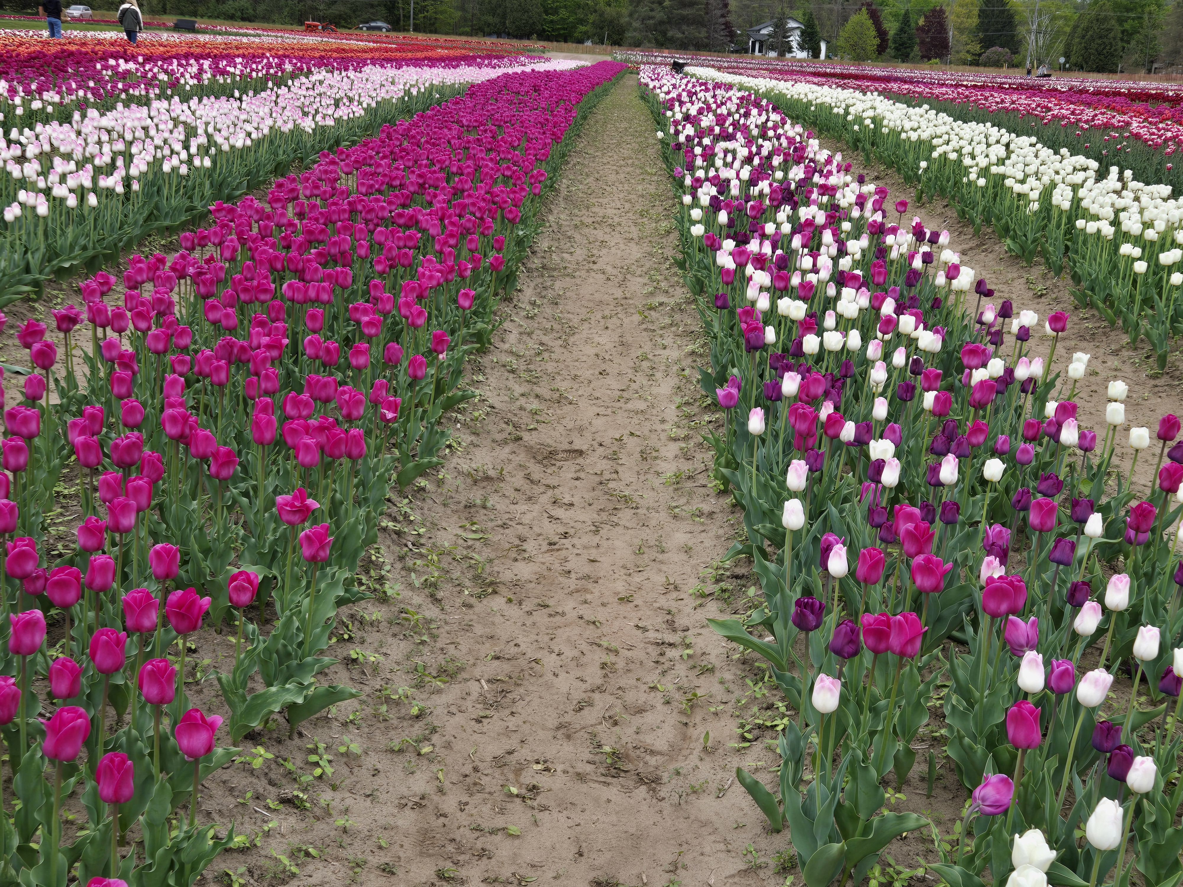Sandhill Creek Tulip Fest