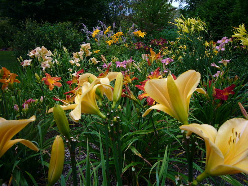 Daylily Bed