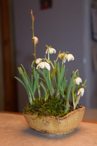 Snowdrops in house