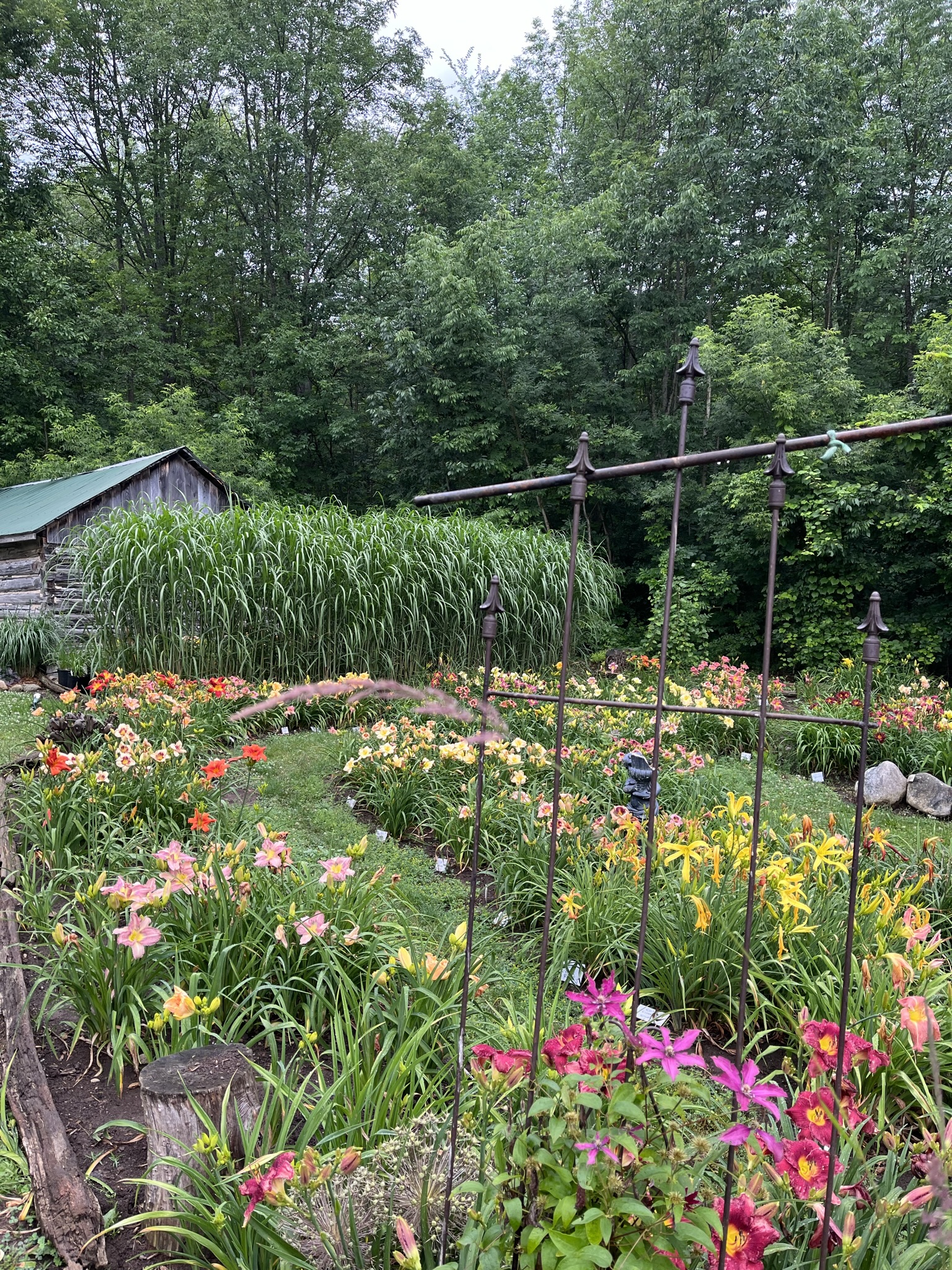 Artemesia Daylilies