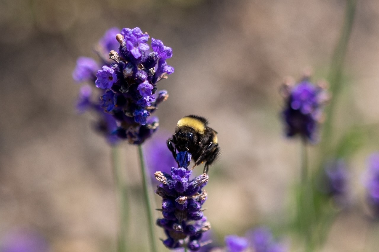 Bluewater Lavender Farm