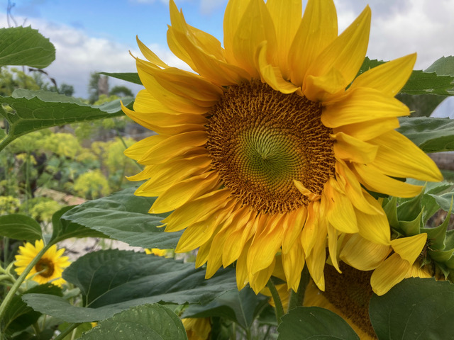 Bird’s Nest Garden Farm