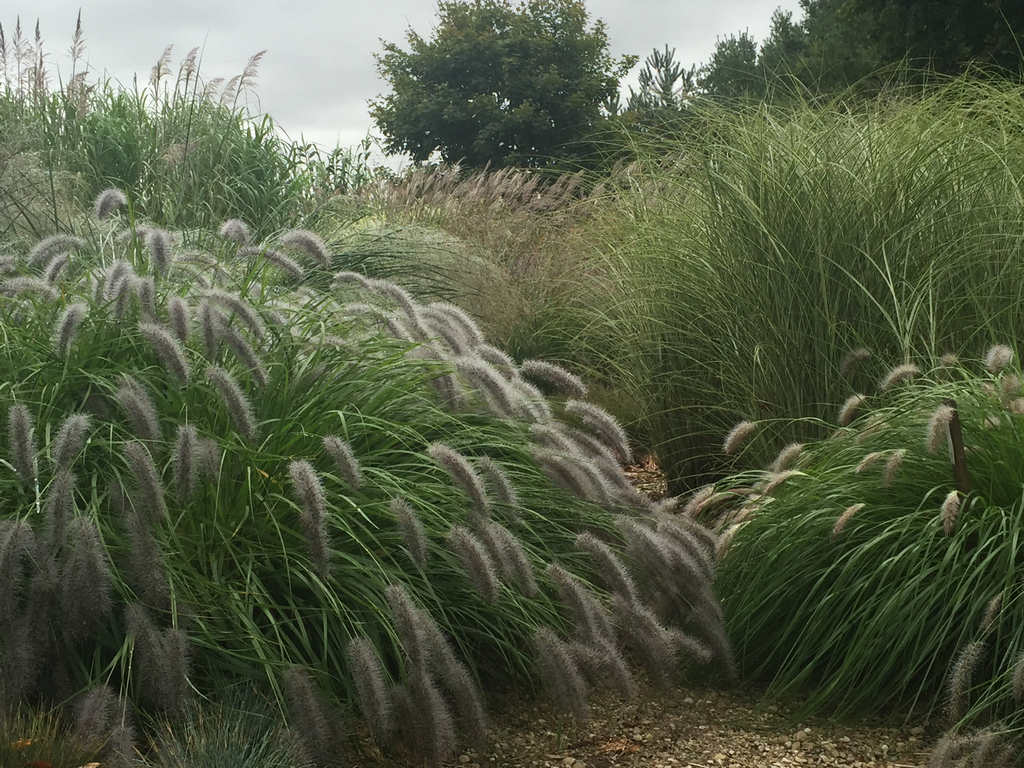 Willow Farm Grasses and Native Plants